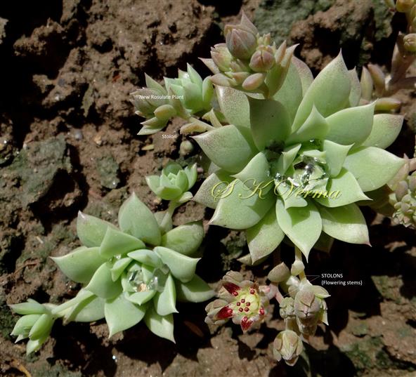  Plant with rosulate leaves and stolons